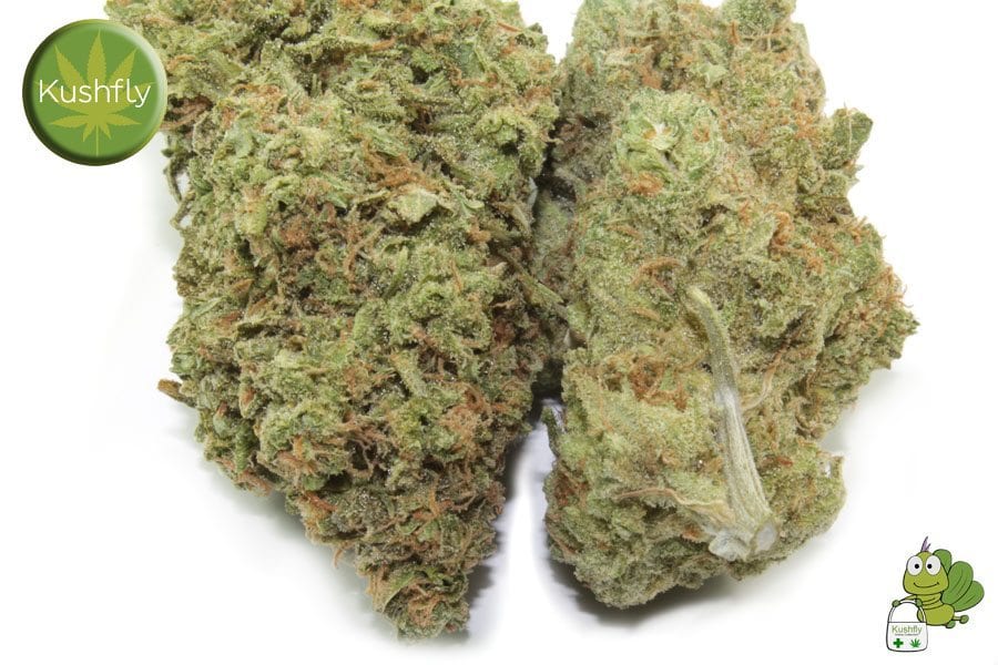 Blue Haze Medical Marijuana