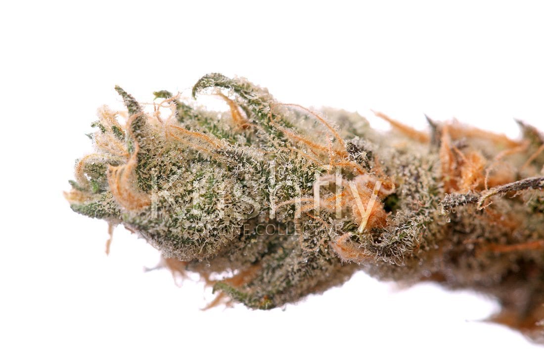 Hazelberry Cannabis Strain