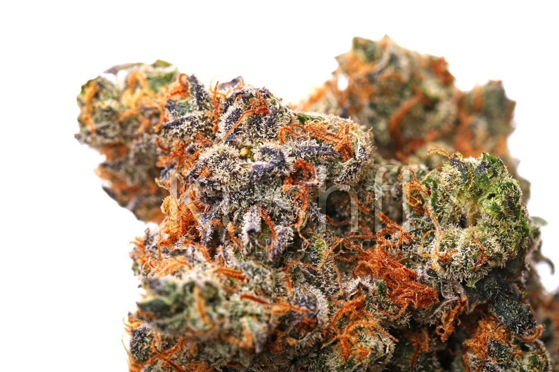 Blueberry Dome Cannabis Strain