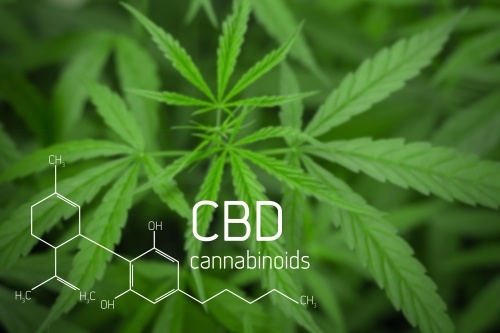 CBD cannabinoids in cannabis plant