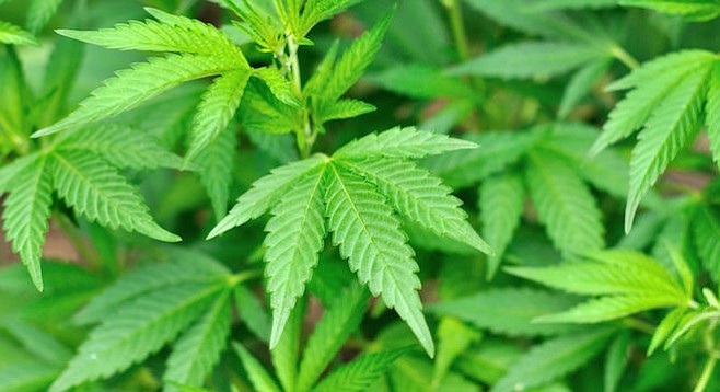 24 Cities Suing Over California Marijuana Delivery