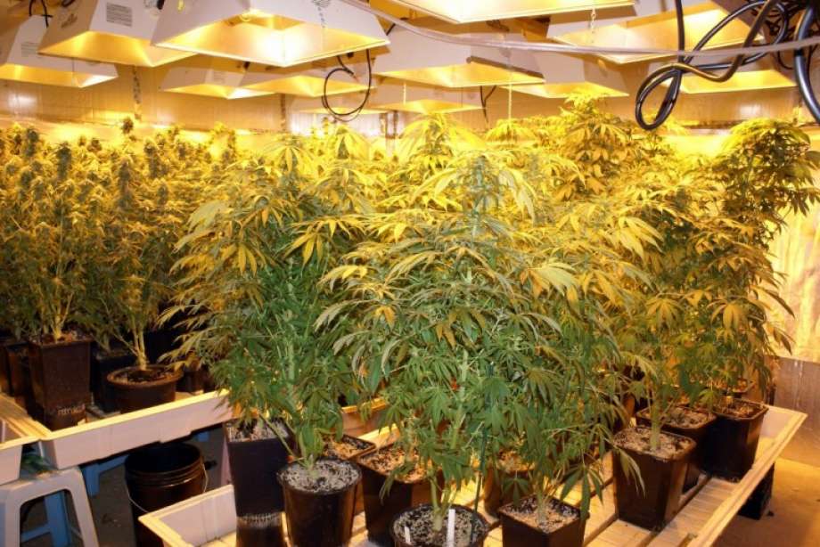 42 Arrested In Denver In A Massive Black Market Marijuana Bust