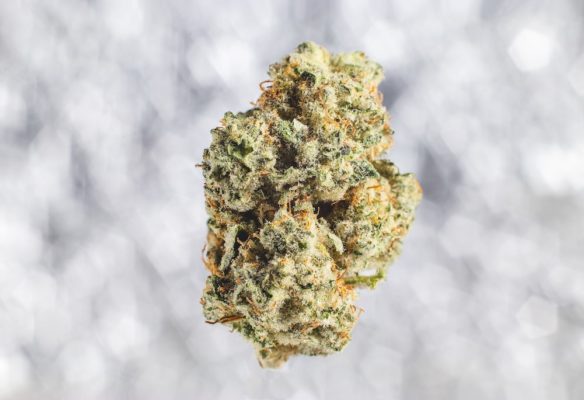 Blueberry Space Cake Feminized Seeds - Pacific Seed Bank
