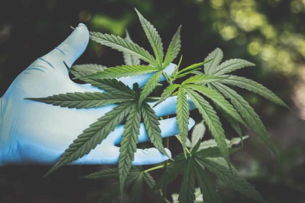What Is CBG And How Is It Different From CBD?
