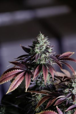 Check Out These Exotic New Cannabis Strains