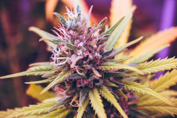 Check Out These Exotic New Cannabis Strains