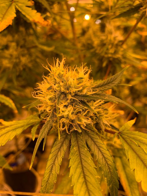close up photo of plant, Marijuana, Leaf, green cannabis buds