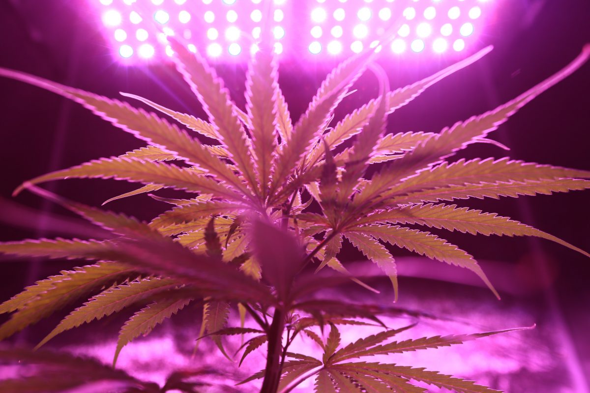 Let's Break Down The Cannabis Plant