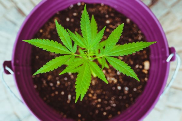 Male Vs. Female Cannabis Plants