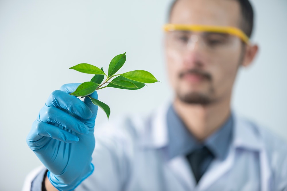 U.S. Is Leading In Cannabis Research Studies