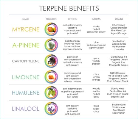 What Are Terpenes