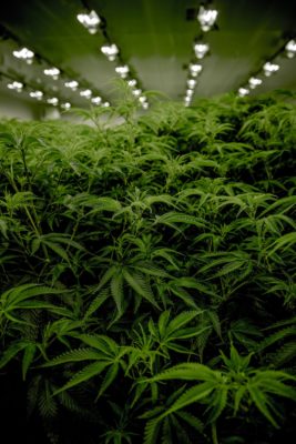 Marijuana plants without sensimilla
