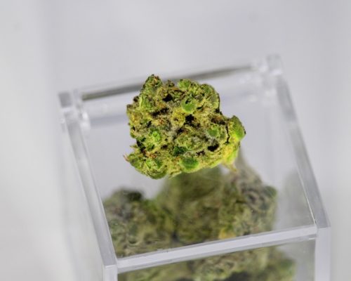 marijuana the size of a dime on a plexiglass box