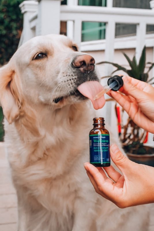 CBD For Pets - Everything You Need To Know