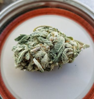 Mimosa Strain Review