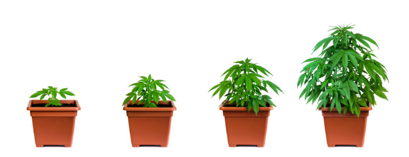 The Flowering Stage of Cannabis Week By Week