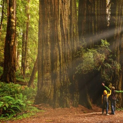 Redwood National Park, Orick California