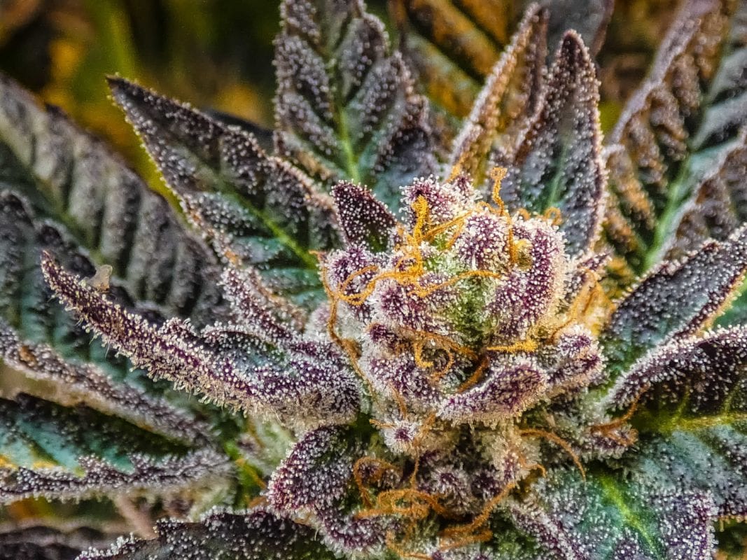 The amazing colorful biscotti strain cannabis thats grown in a greenhouse.
