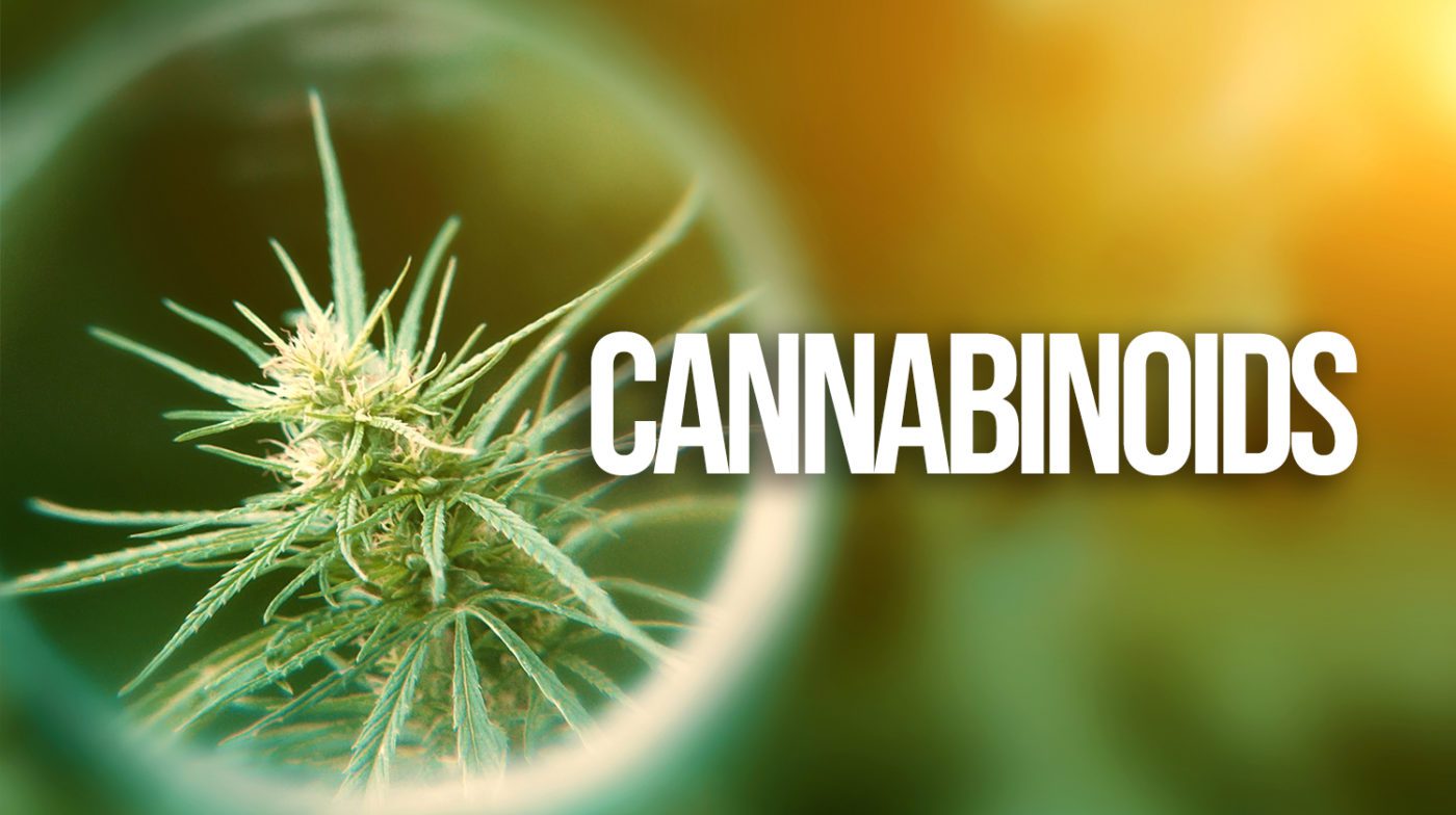 Definition of cannabinoid | What are Cannabinoids?, Miles Barry Marijuana Dispensary