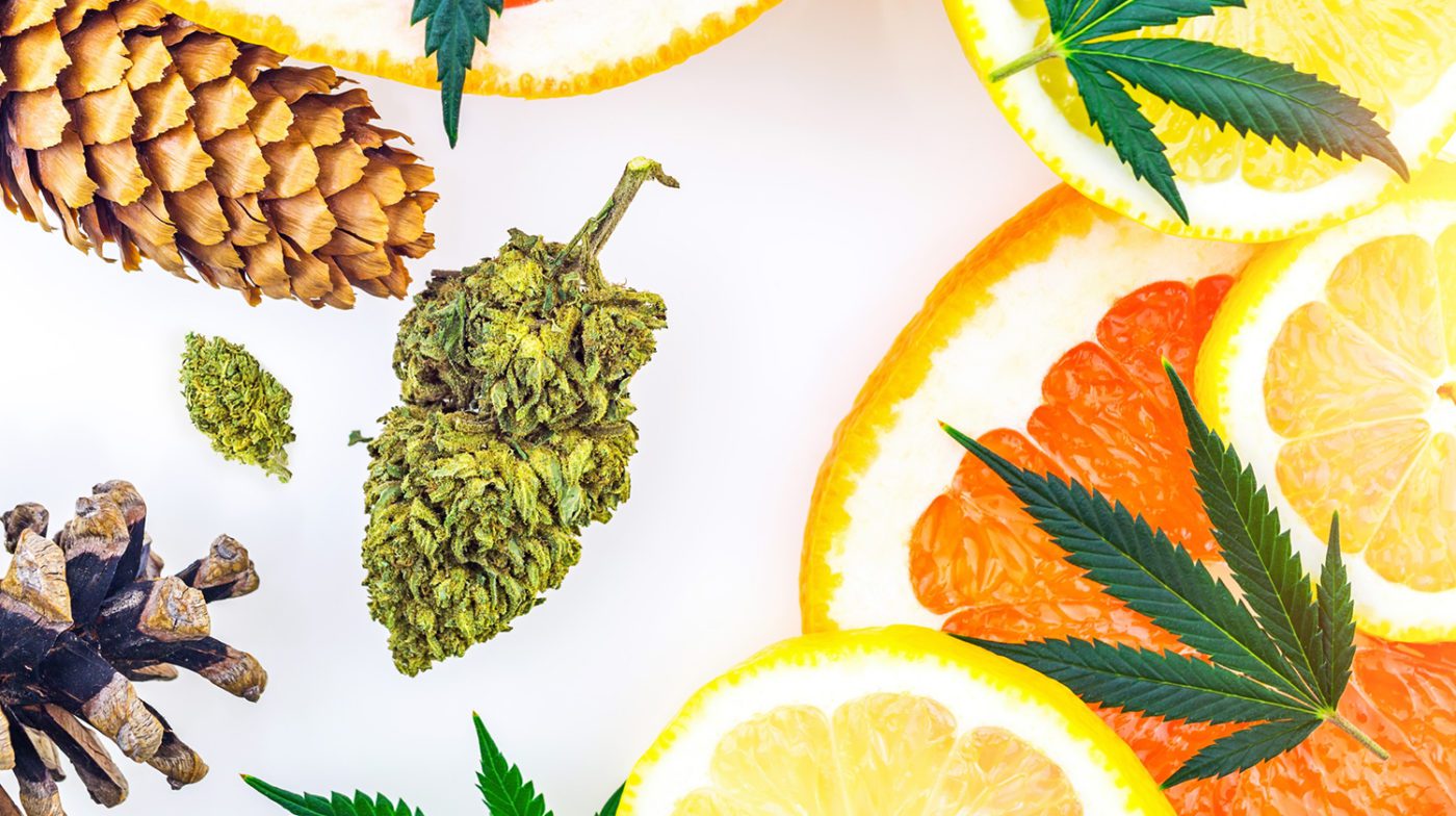 The concept of cannabis bud lemon grapefruit leaves and cannabis terpenes with pine cones