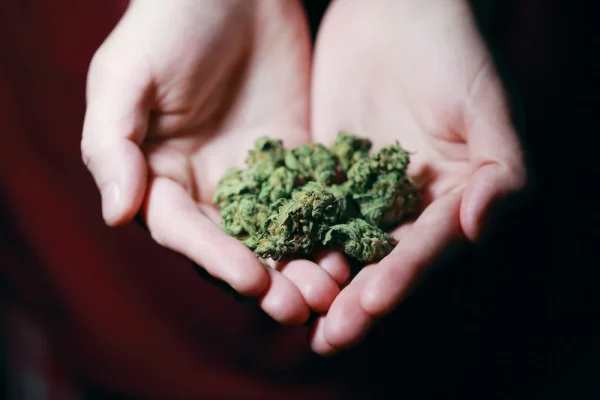 Marijuana buds on a male hand on the background of pills out of focus medical cannabis