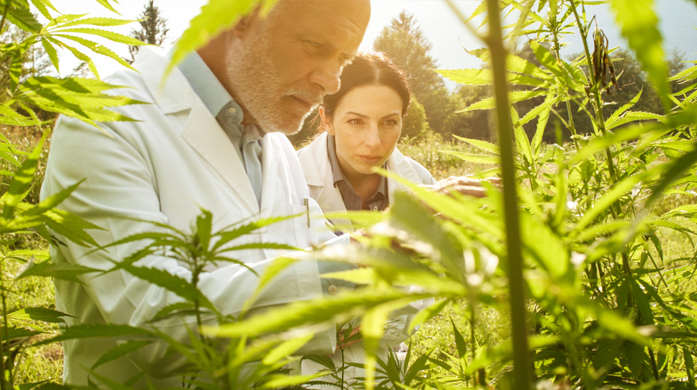 US Senate Opens The Way Of Cannabis Research