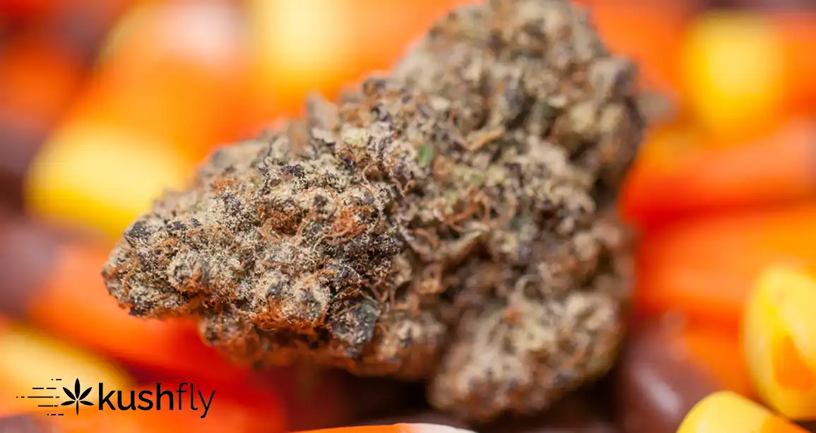 Halloween Weed Strains That Taste Better Than Candy