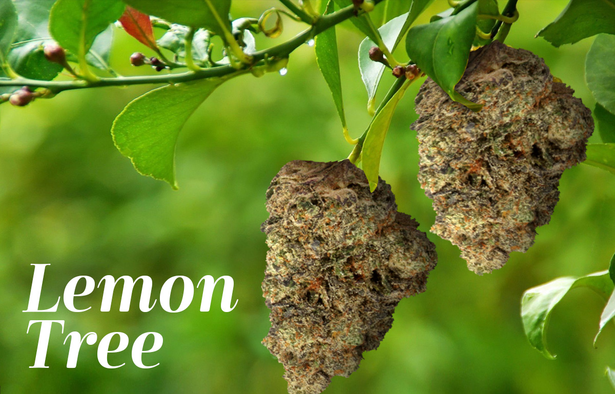 Lemon Tree Cannabis Strain