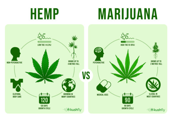 Hemp vs Marijuana: What’s the differences?