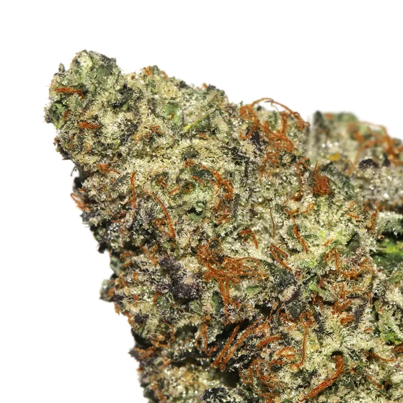 close-up of gumbo strain bud, feathers colors and details