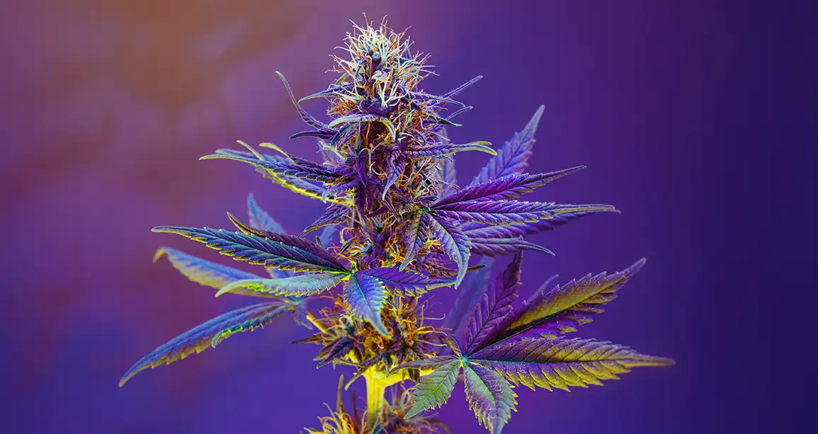 Purple Cannabis fowering plant on purple violet background. Long horizontal banner with colored marijuana. Photo with cannabis bud in modern aesthetic style. Purple medical marijuana flower.
