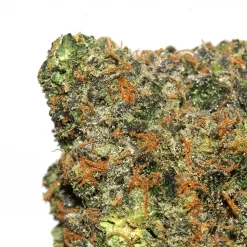 Gelato #33 cannabis strain in from LA Weeds
