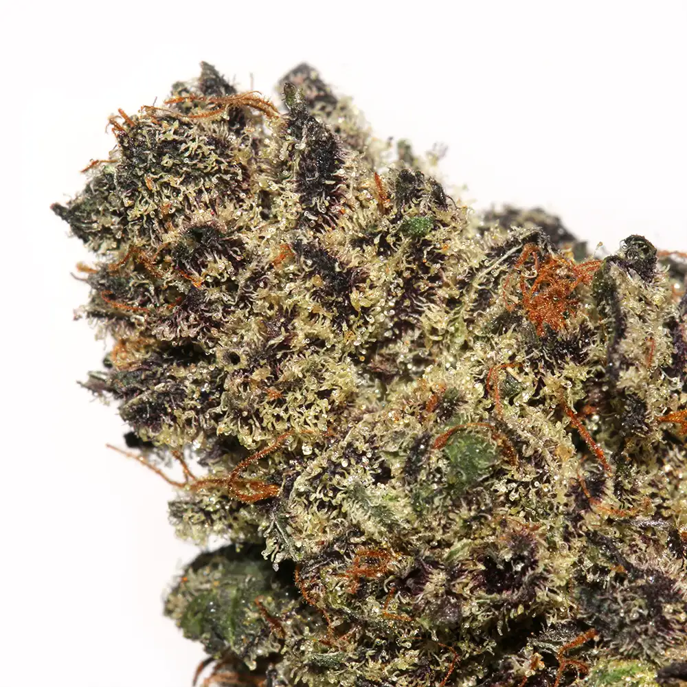White Truffle weed strain from Los Exotics