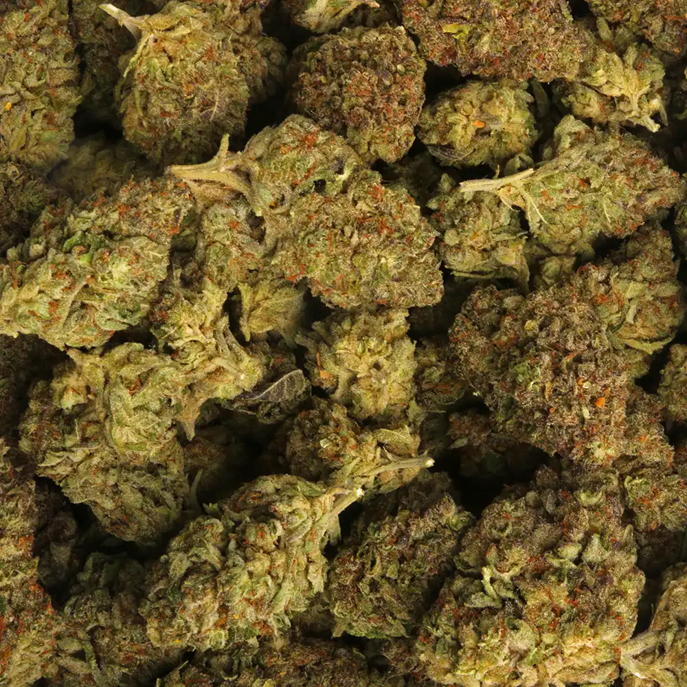Pink Gushers weed strain from Marijuana Baba