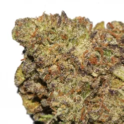 Pink Gushers weed strain from Marijuana Baba
