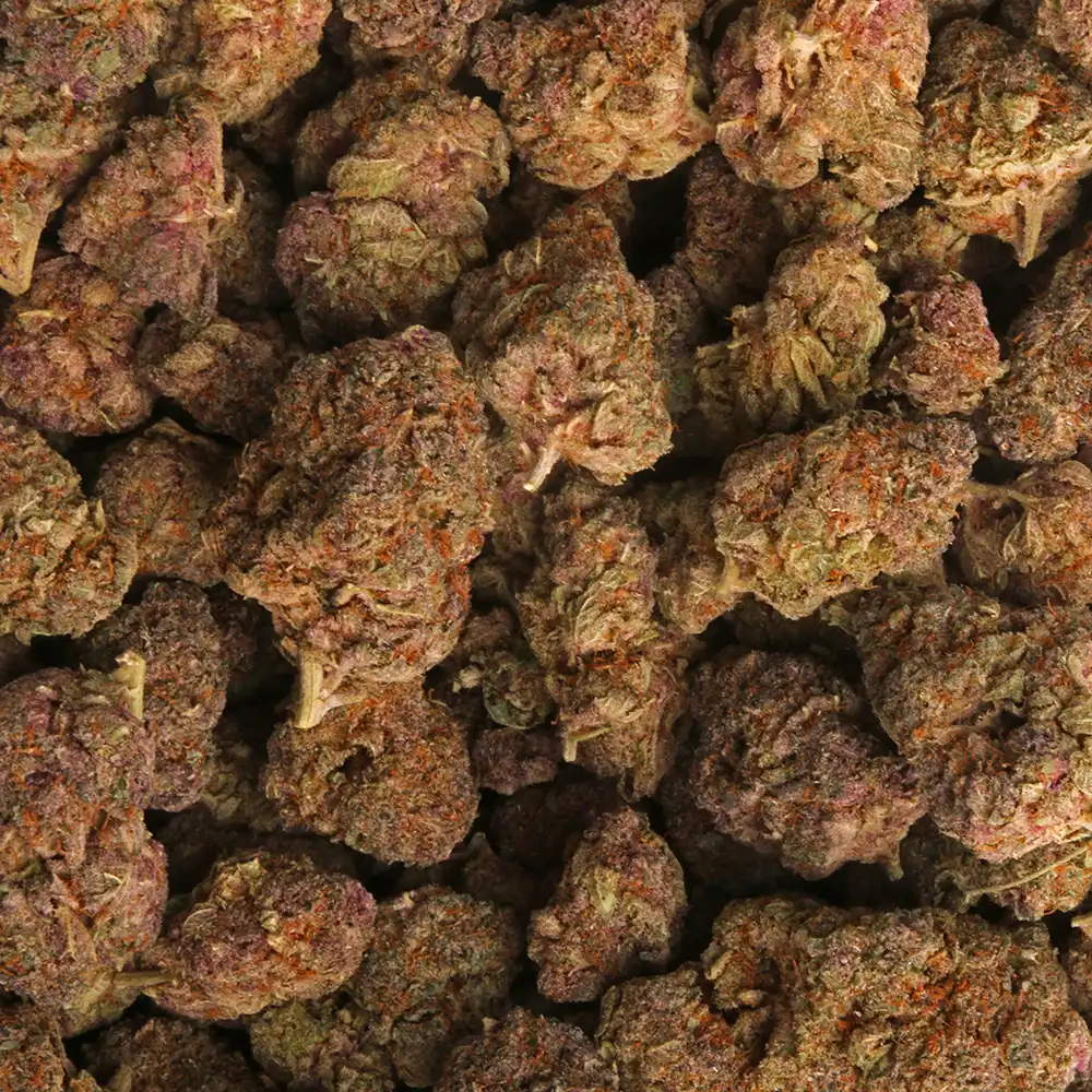 Tropicana cannabis strain from Los Exotics