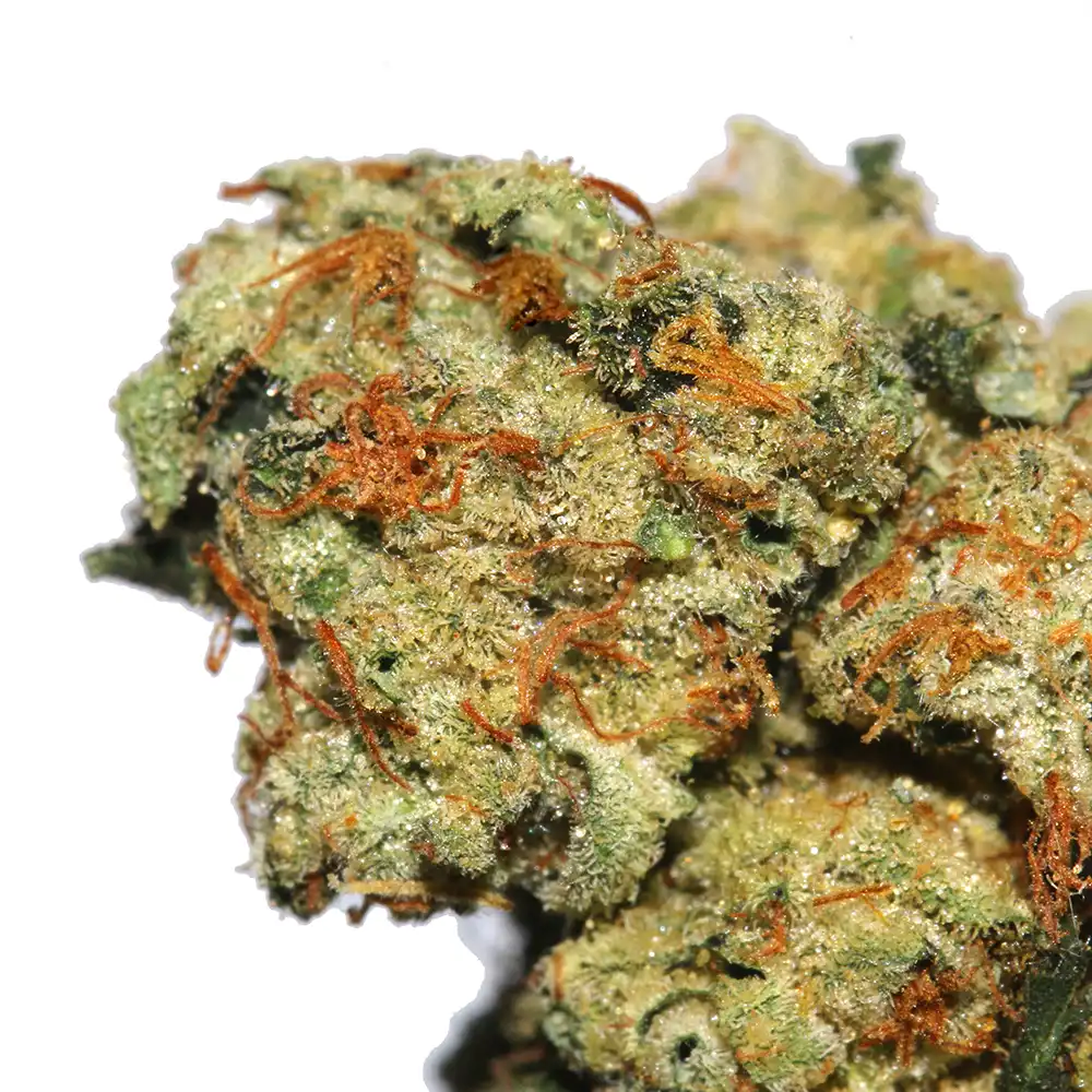 Motorbreath cannabis strain from LA Weeds