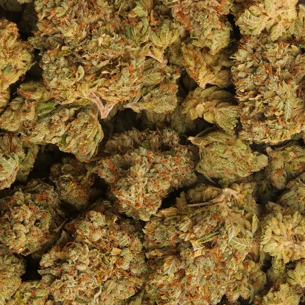 OG Kush Marijuana Strain from LA Weeds