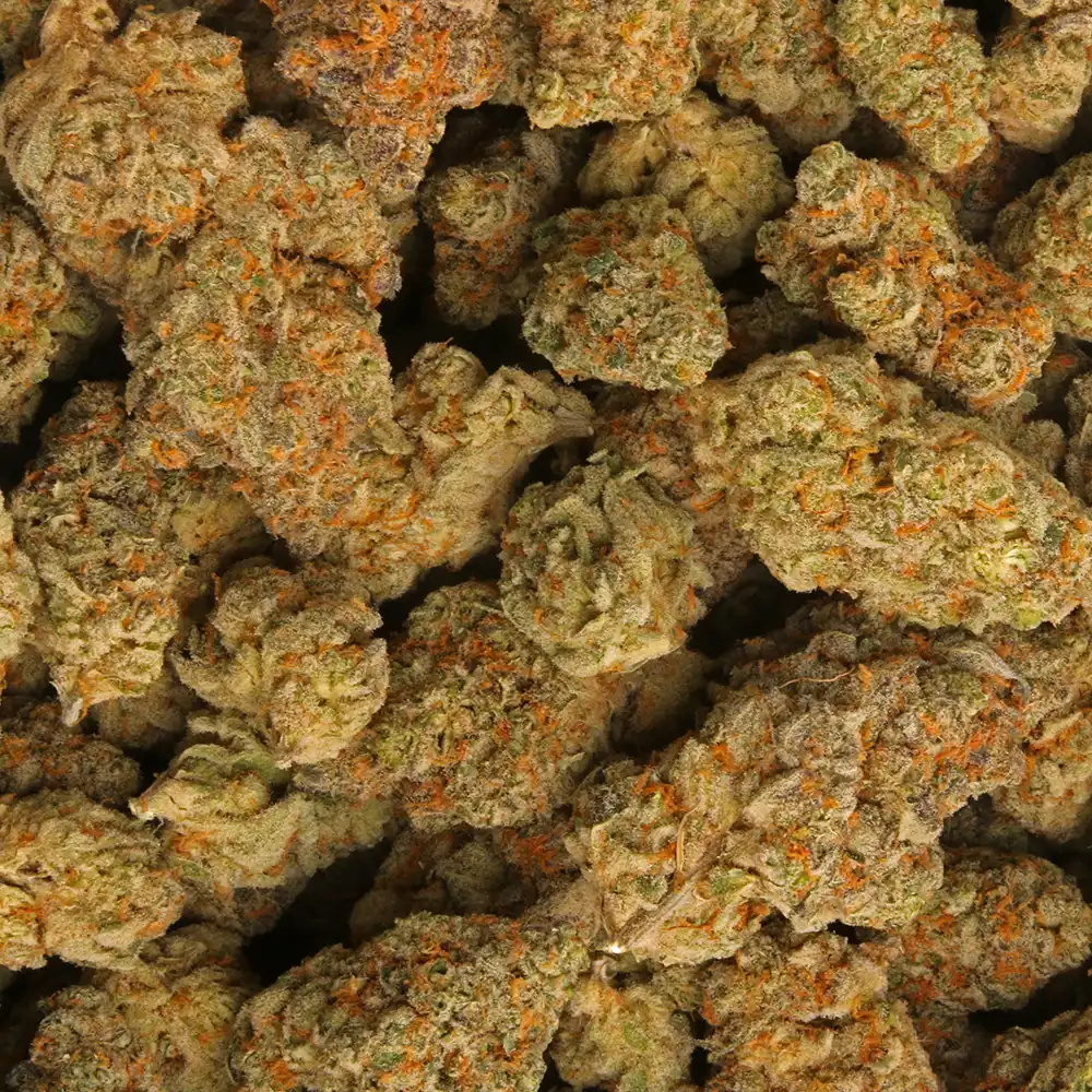 Orangeade Marijuana Strain from Los Exotics