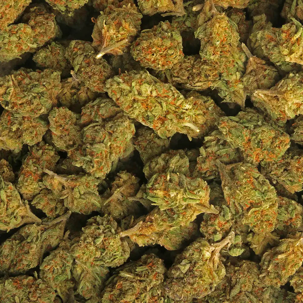Alpha Blue weed strain from Marijuana Baba