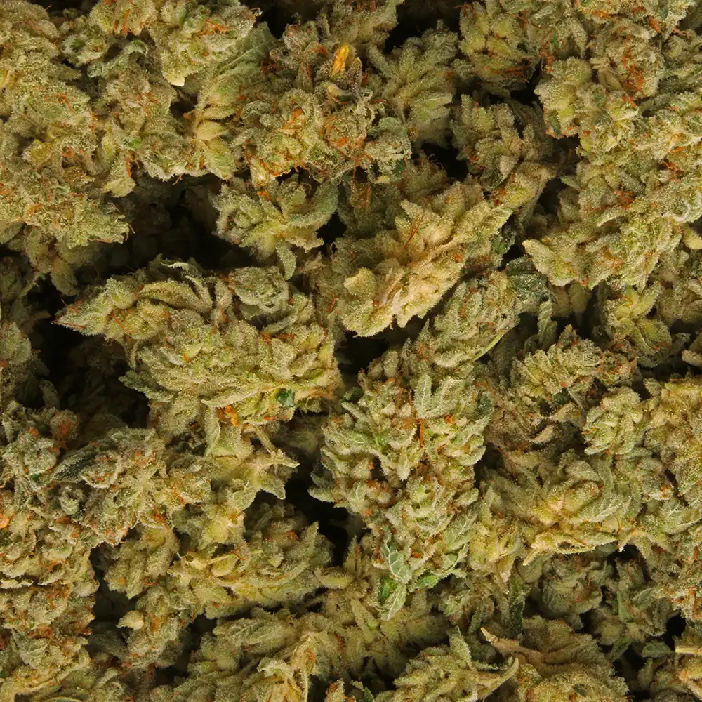 GG #4 Weed Strain from Marijuana Baba