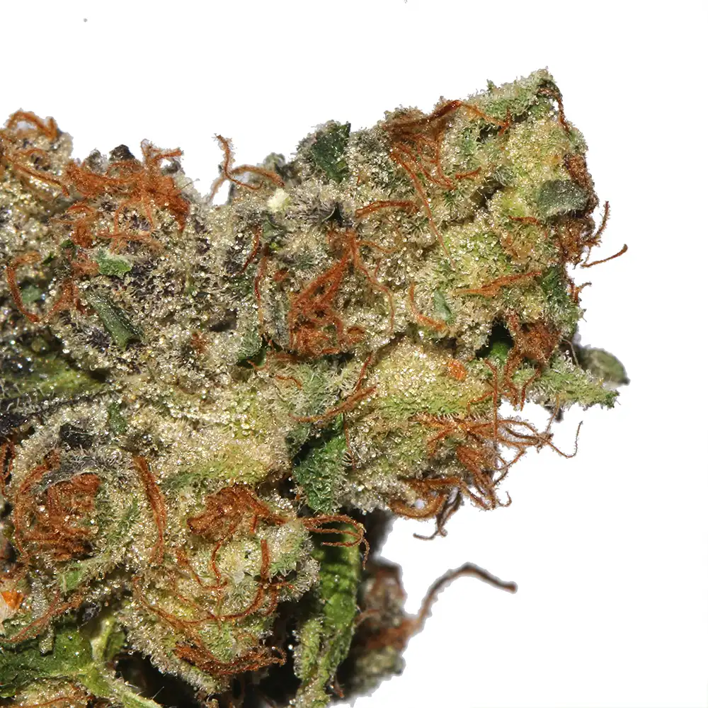 Meat Breath Weed Strain from Marijuana Baba