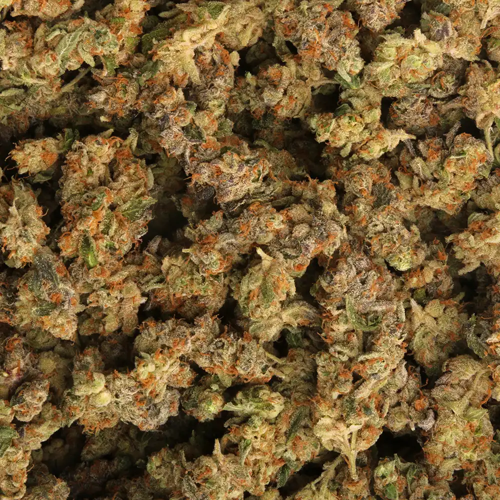 Meat Breath Weed Strain from Marijuana Baba