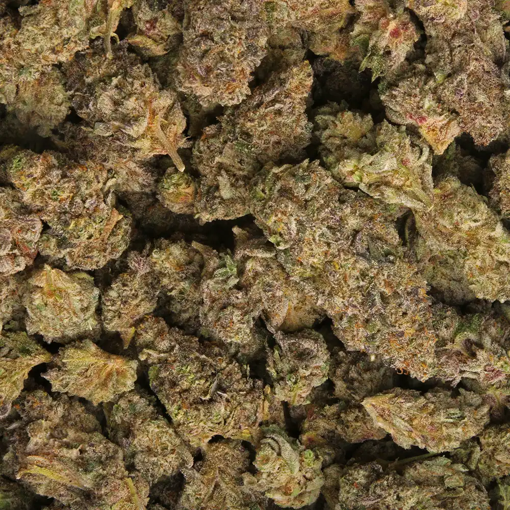 Black Cherry Gelato cannabis strain from LA. Weeds