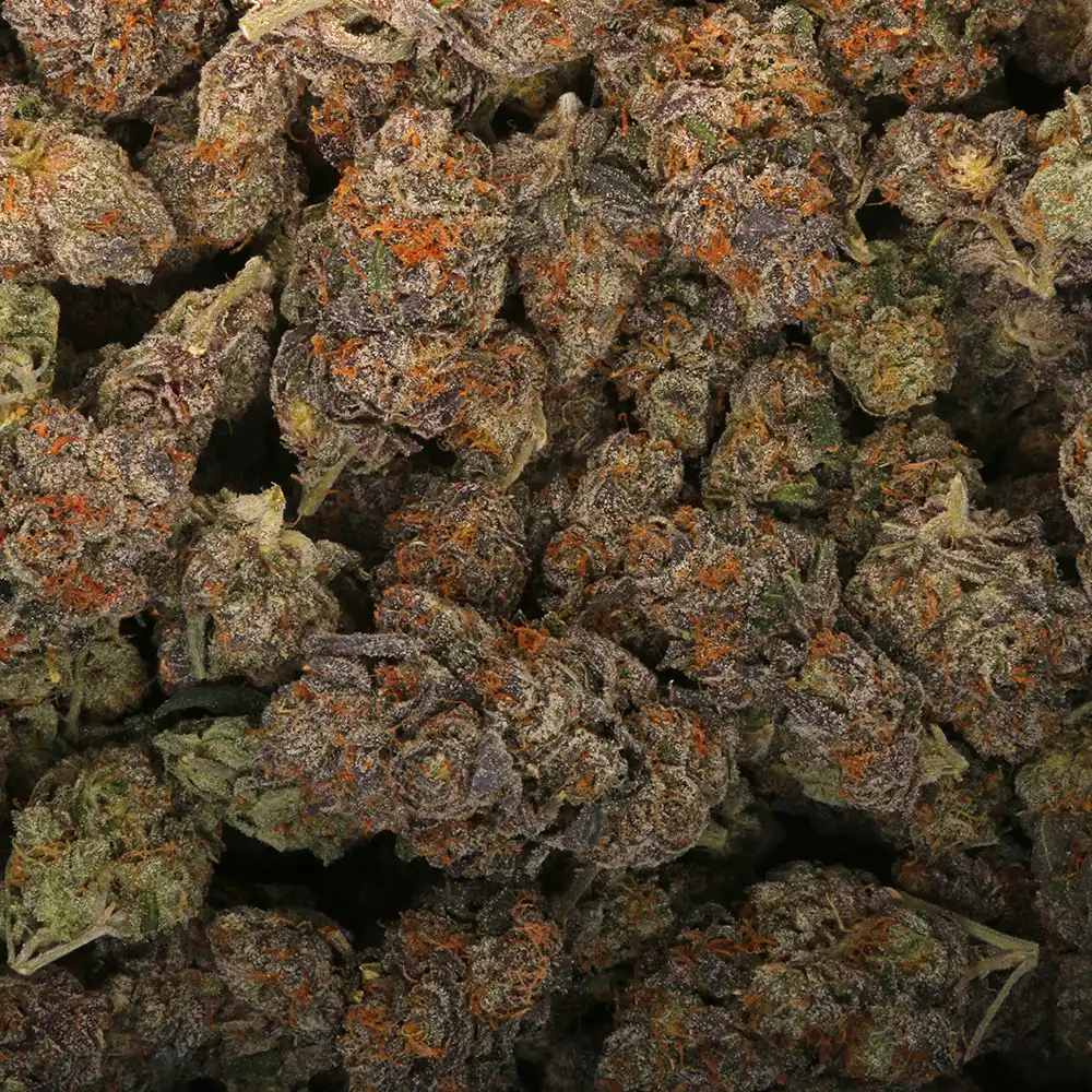 Gelato #33 cannabis strain from Los Exotics