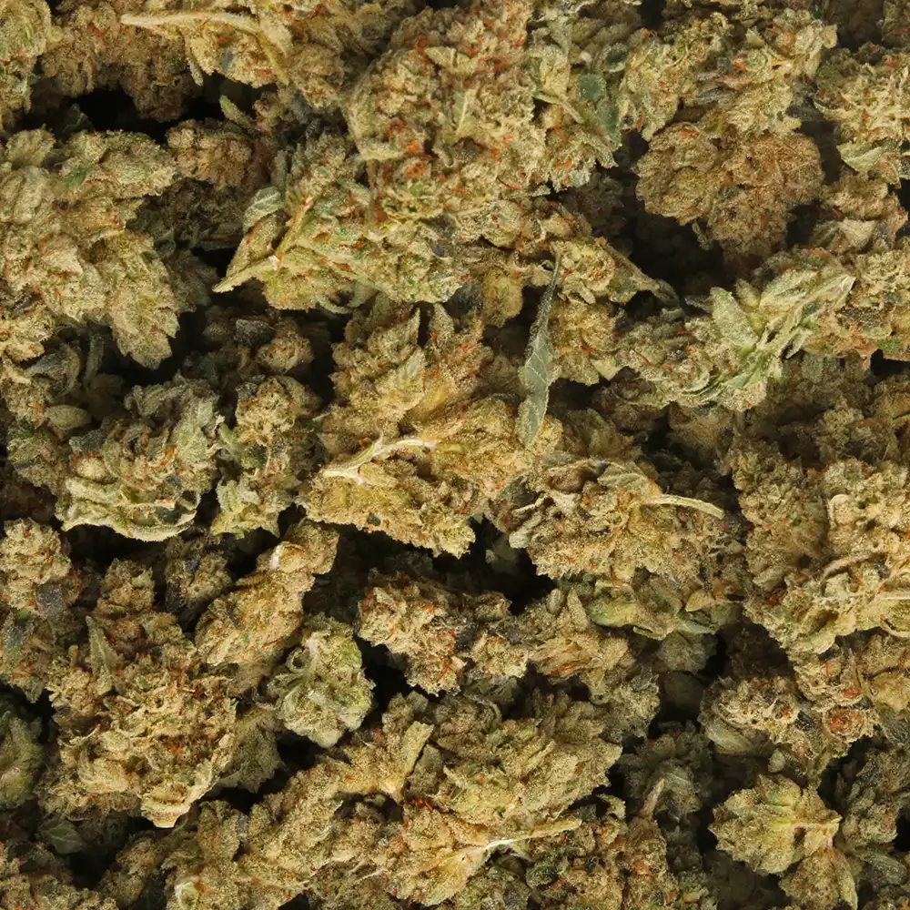 GG #4 cannabis strain by Marijuana Baba