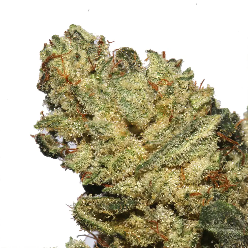 GG #4 cannabis strain by Marijuana Baba