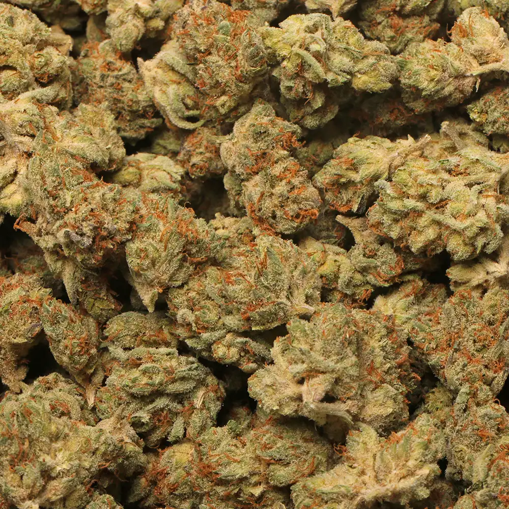 Orange Jack cannabis strain by LA Weeds