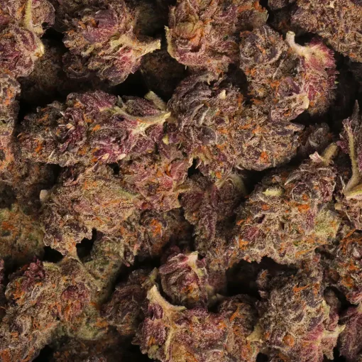 Purple Pavè Strain Marijuana Delivery in Los Angeles