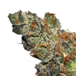 Limoncello cannabis strain by Los Exotics